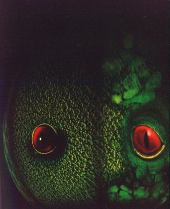 Olivais Dock and Acqua Matrix balloon