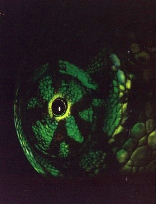 Olivais Dock and Acqua Matrix balloon