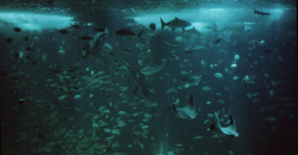 Pavilhao dos Oceanos